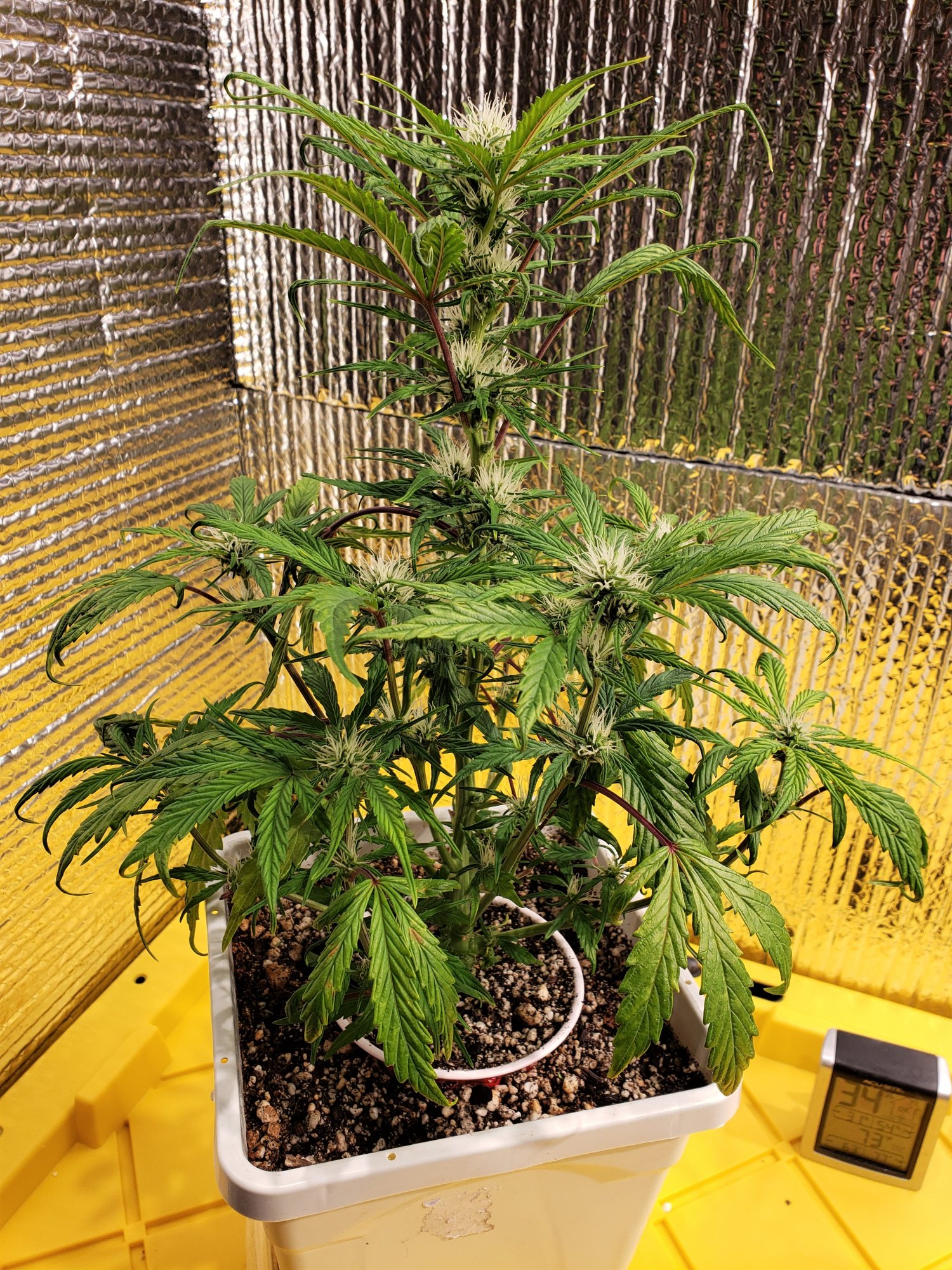 4AM - Day 55 - 10 days flowering - (2).jpg