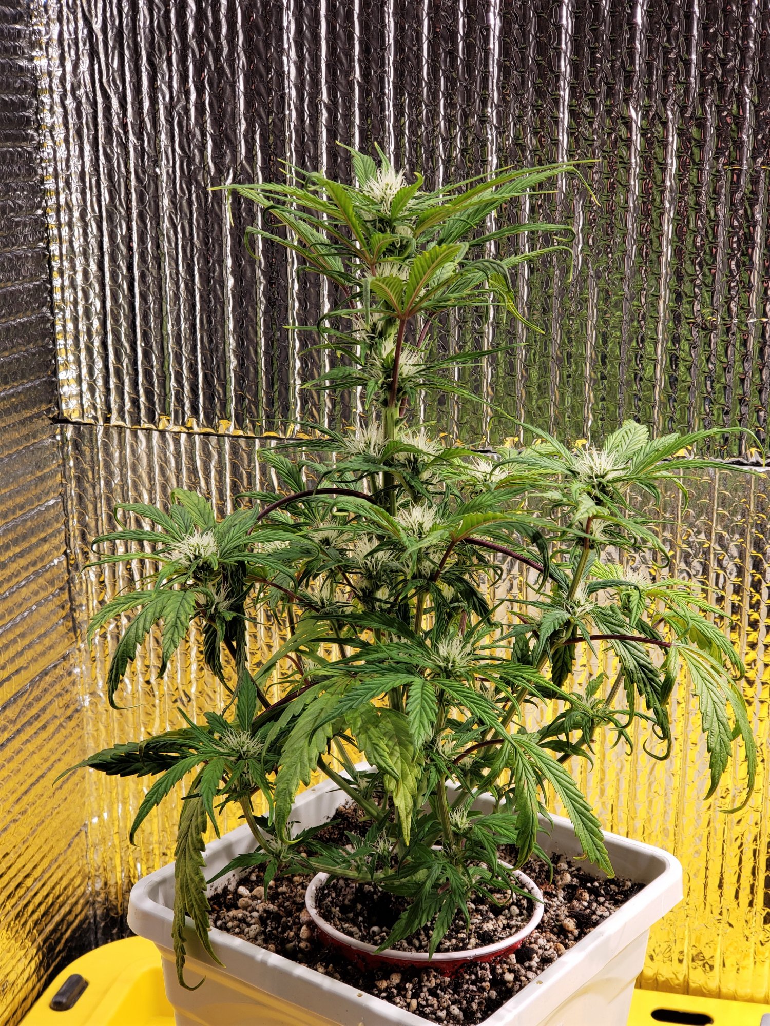 4AM - Day 55 - 10 days flowering.jpg