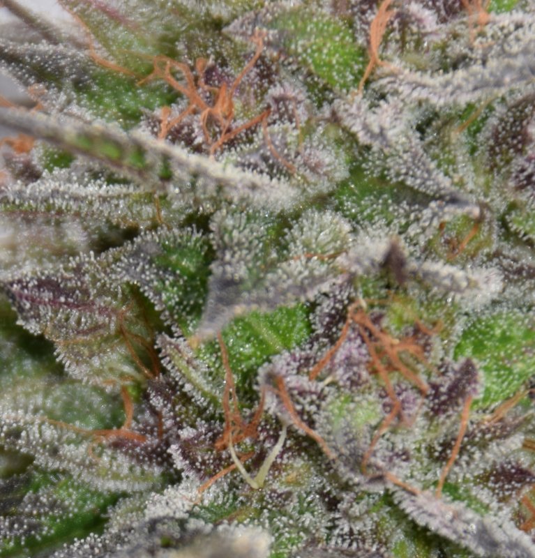 5-12-19-OGKushAutoBLOWUP_Crop.jpg