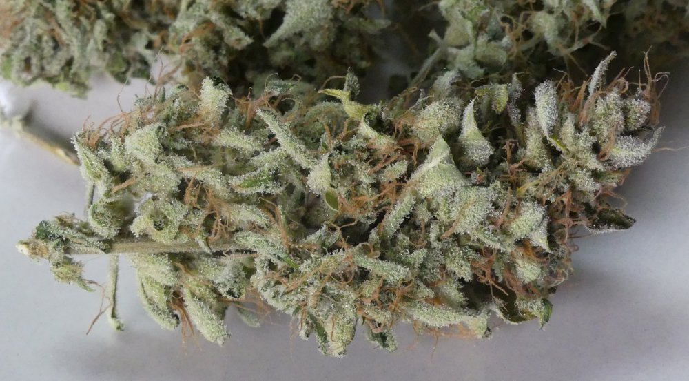 50 BK dried bud 7 28 19.jpg