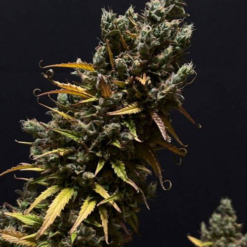 5554082_grow-journal-by-growfast420royal-queen-seedsfat-banana-automatic_m.jpg