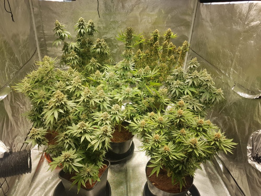 56 days (16)Chocolope & strawberry-banana.JPG