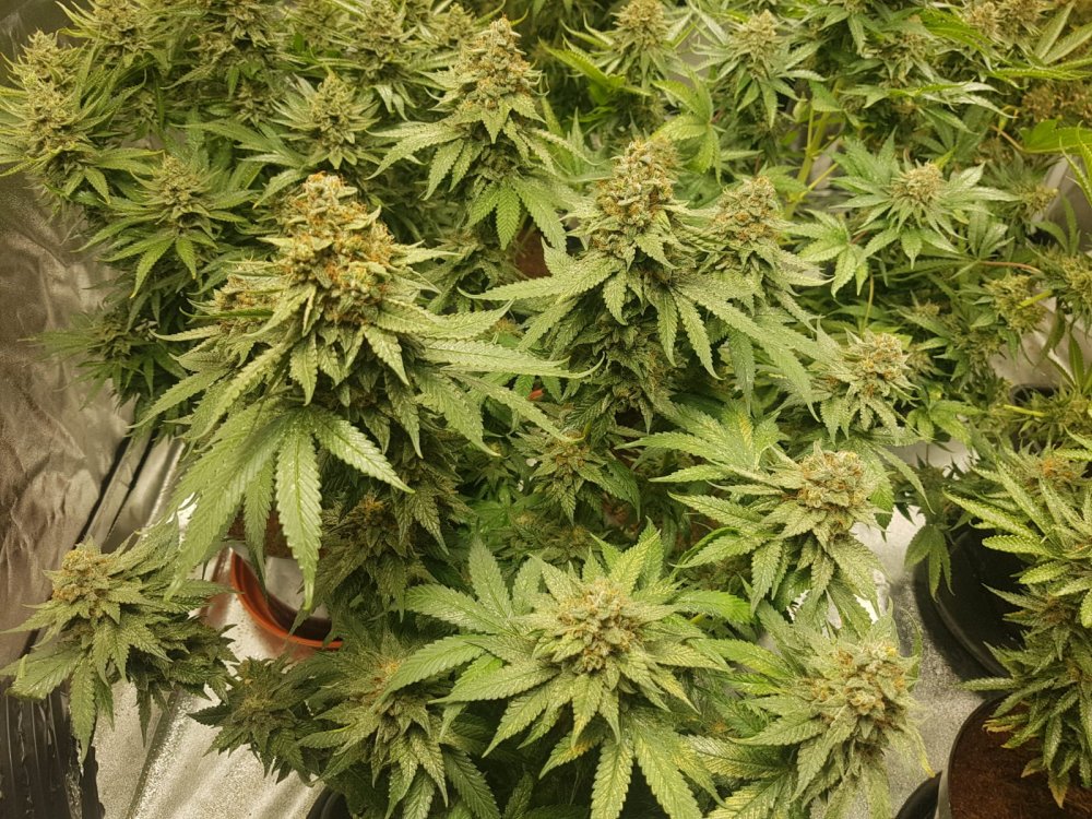 56 days (22)Chocolope & strawberry-banana.JPG