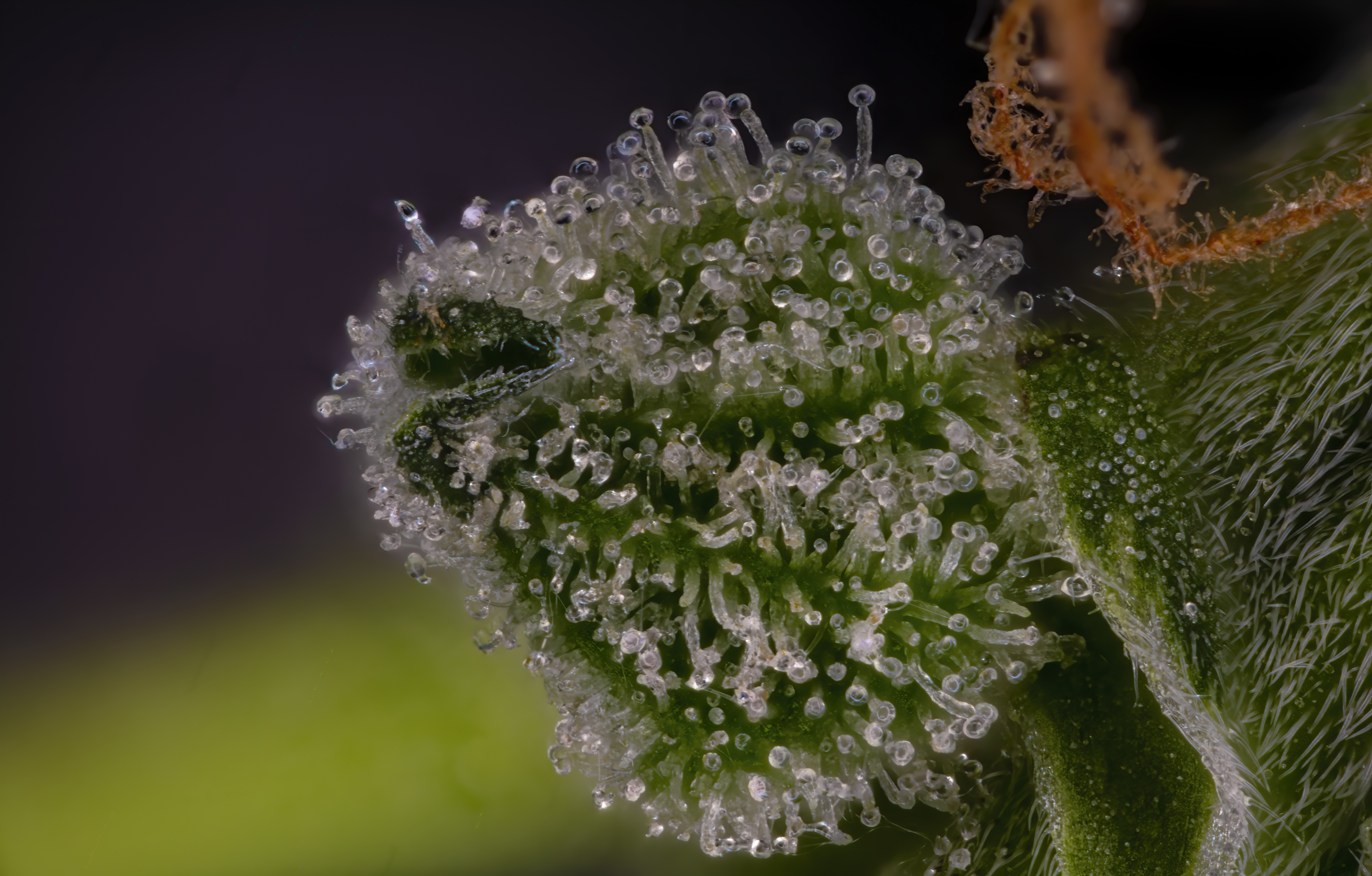 5x Trichome.jpg