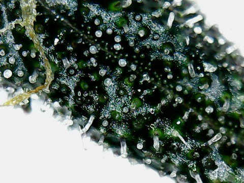 6-9-trichs-3.jpg