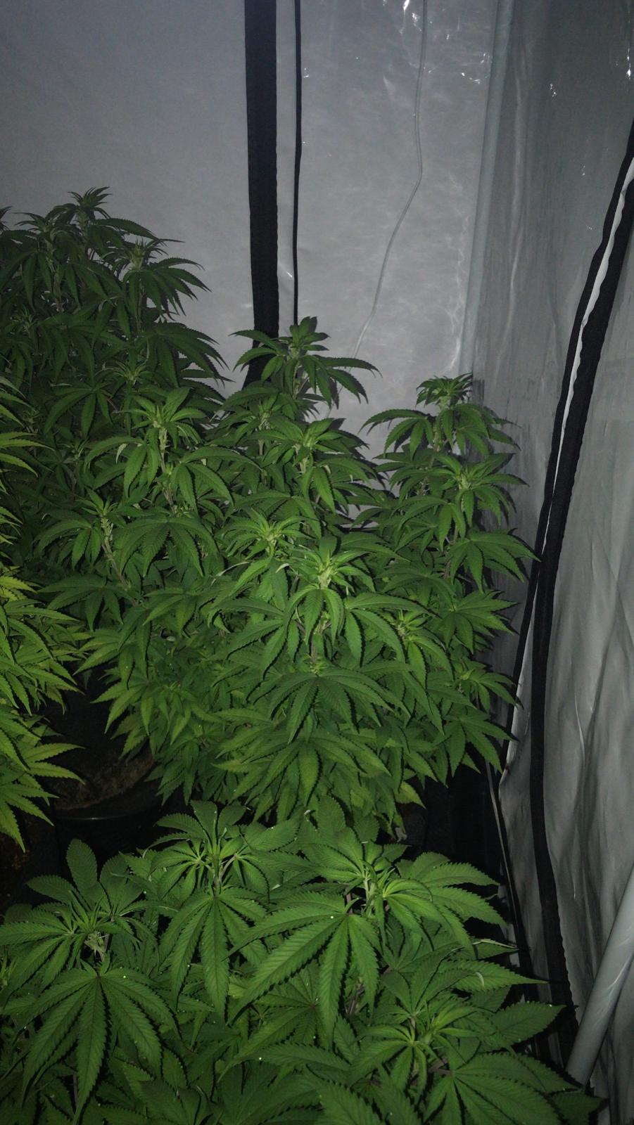 6 days in flowering (4).jpeg