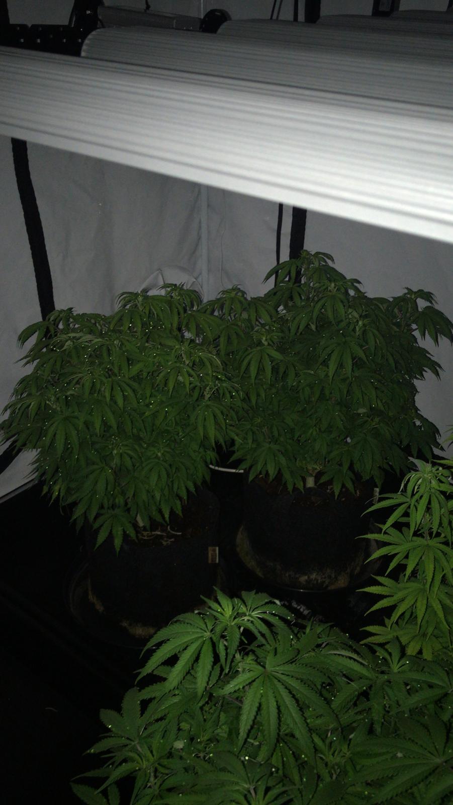 6 days in flowering (5).jpeg