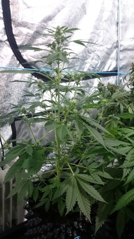 (6) FE day 36 -.jpg