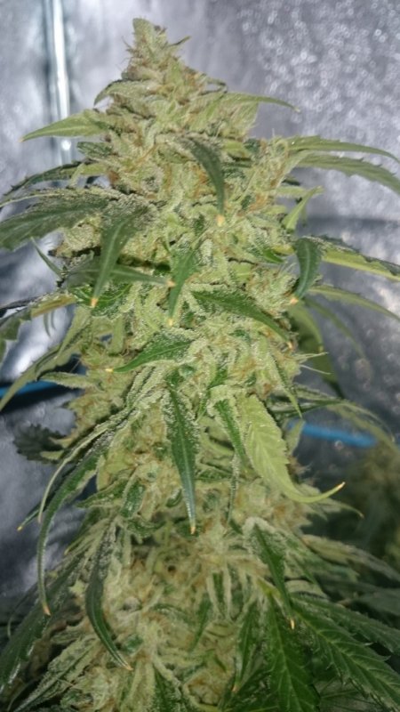 (6) Triangle Kush bud shot main cola.JPG