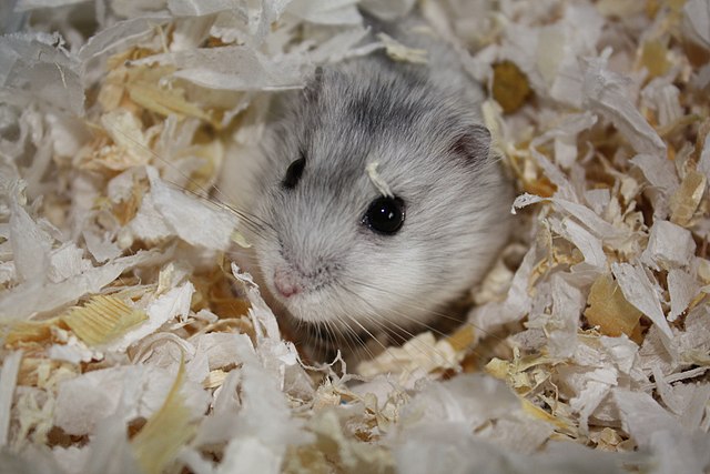 640px-Grey_Dwarf_Hamster_in_habitat.jpg