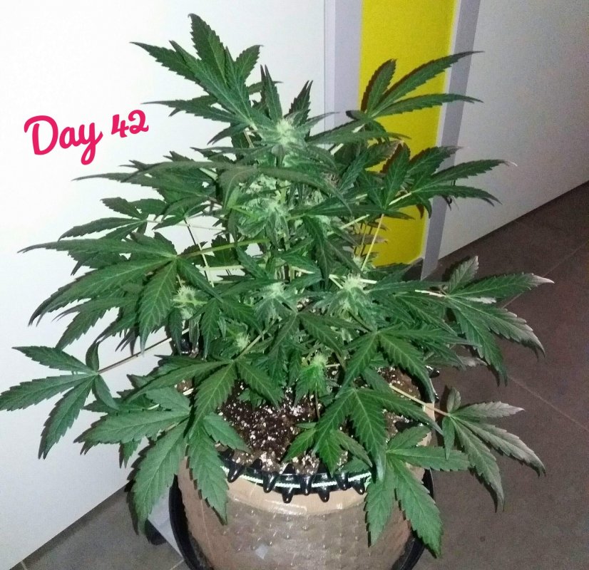 66150_auto-cush_mephisto-genetics_AutoCush.jpg