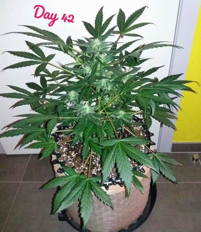 66159_auto-cush_mephisto-genetics_AutoCush.jpg