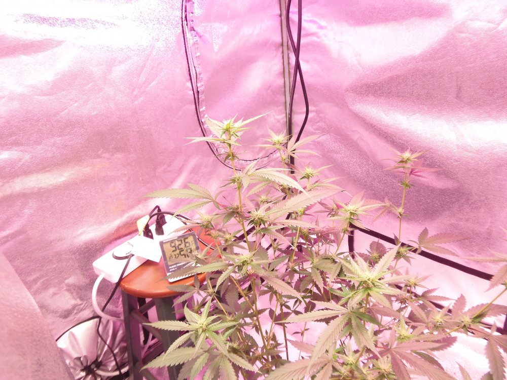 7-12-19 picofplant003.JPG