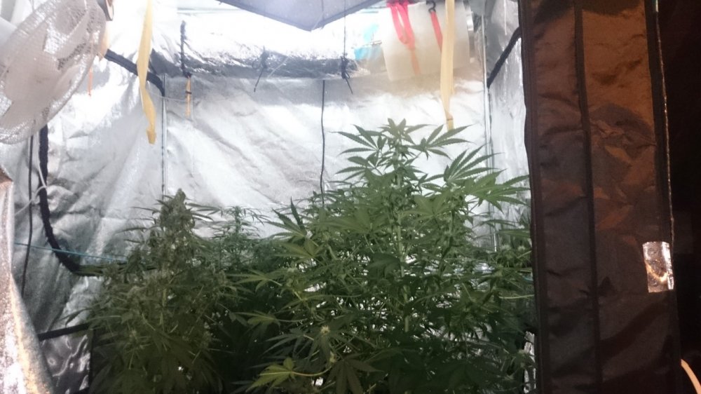 (7) full tent.JPG