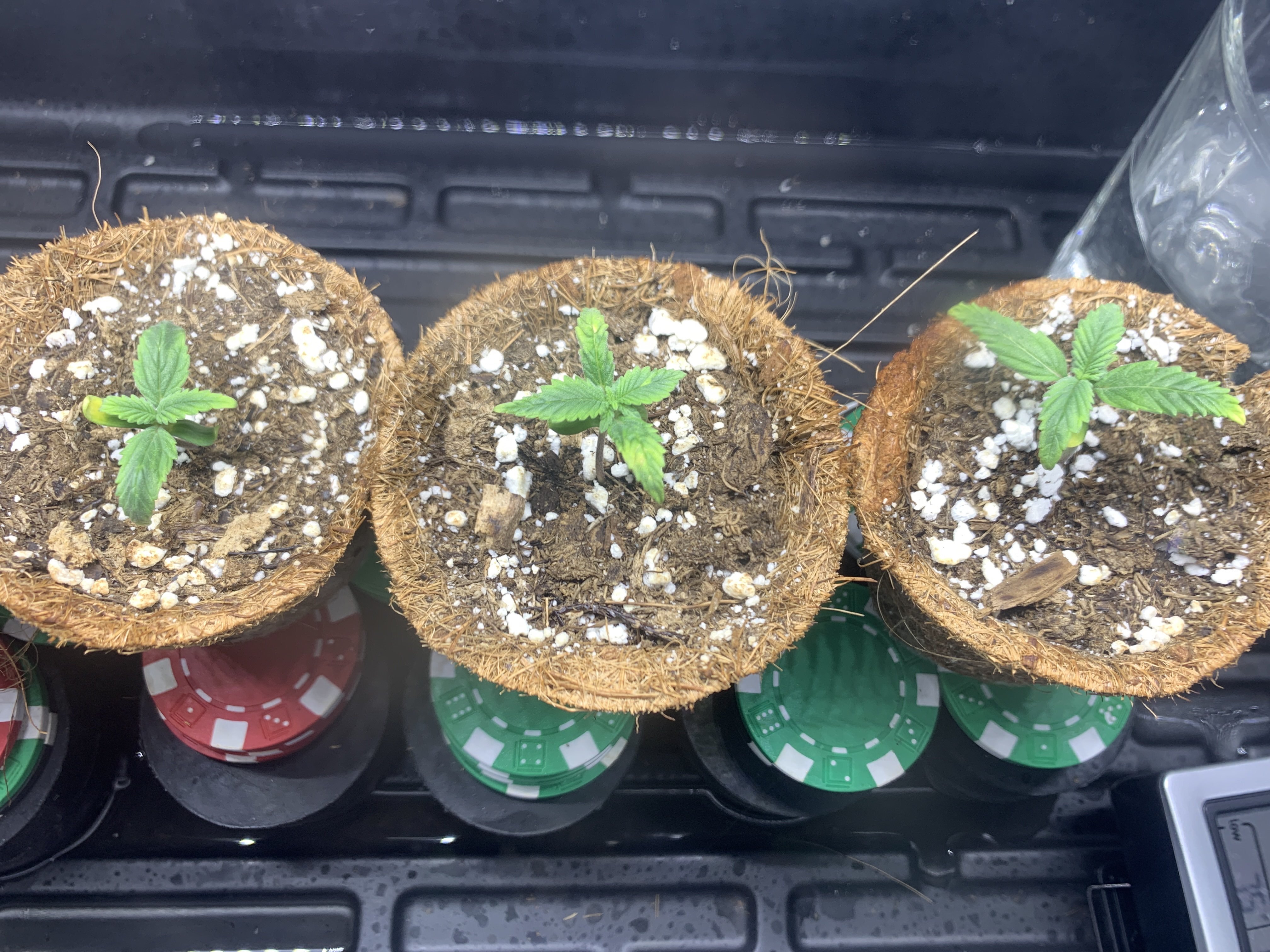 7102022 seedling Day 8 b.jpg