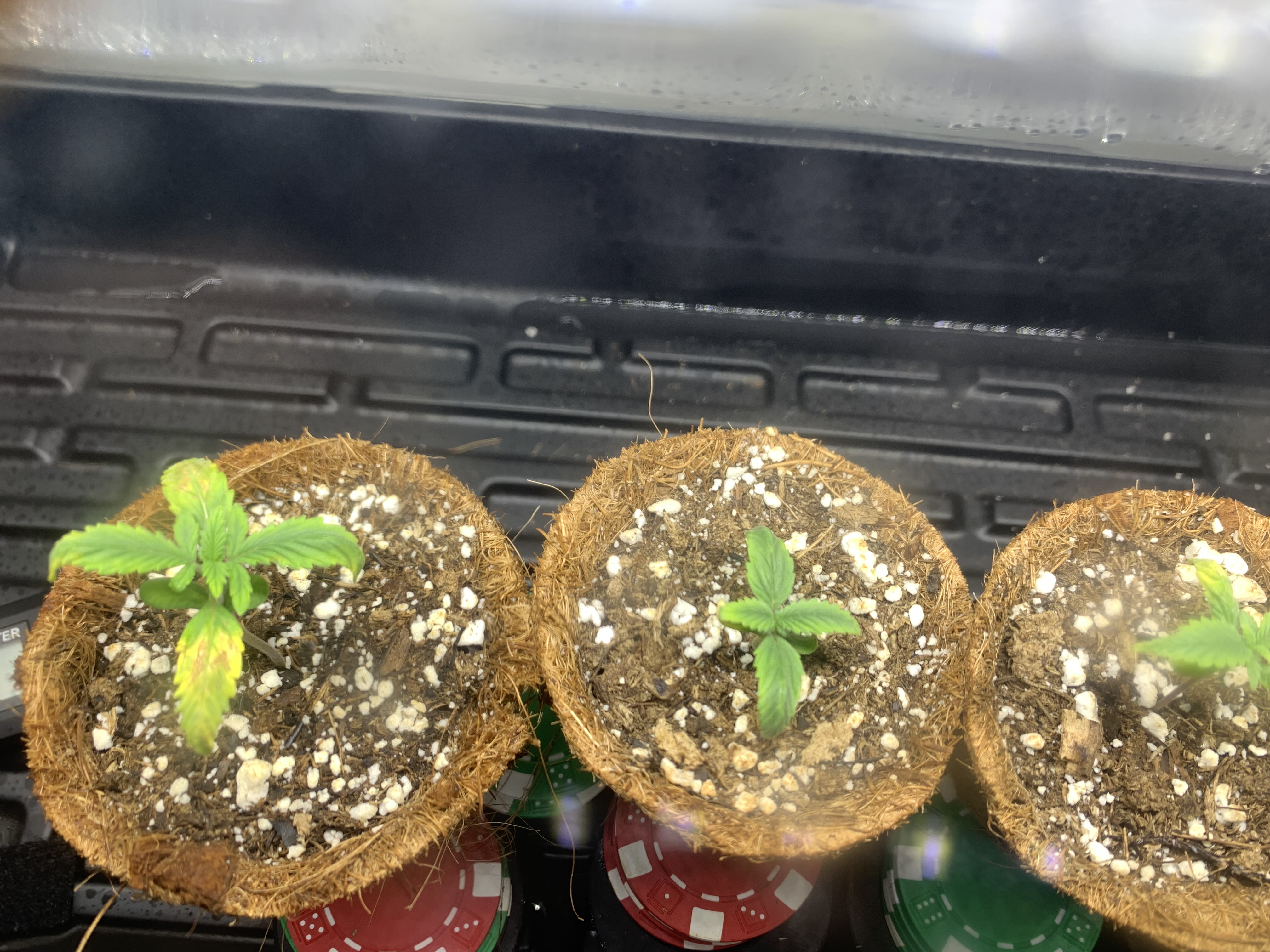 7112022 seedling Day 9 A.jpg