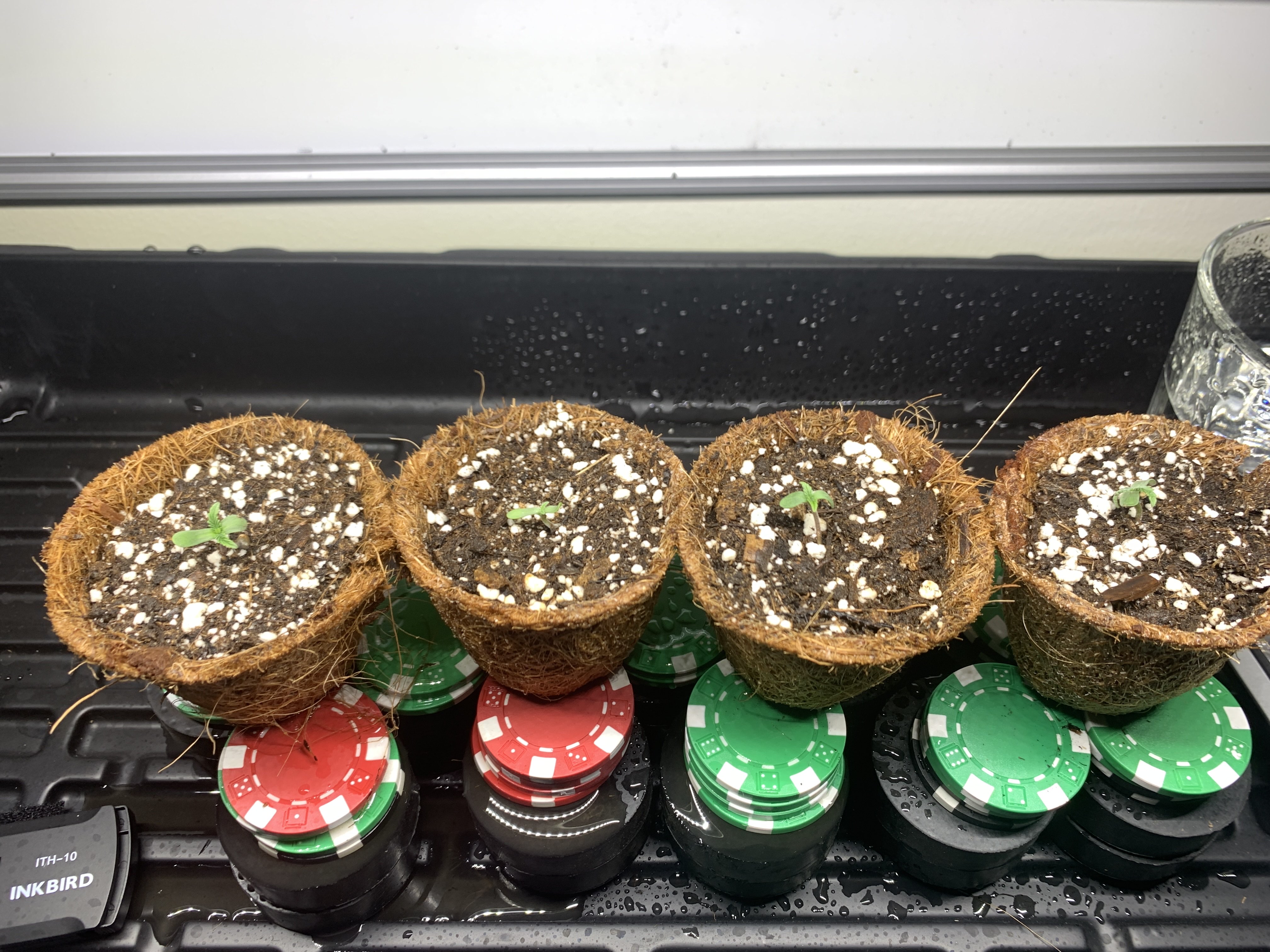 732022 seedling Day 1.jpg