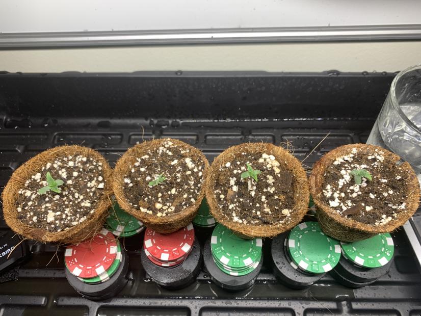 742022 seedling Day 2.jpg