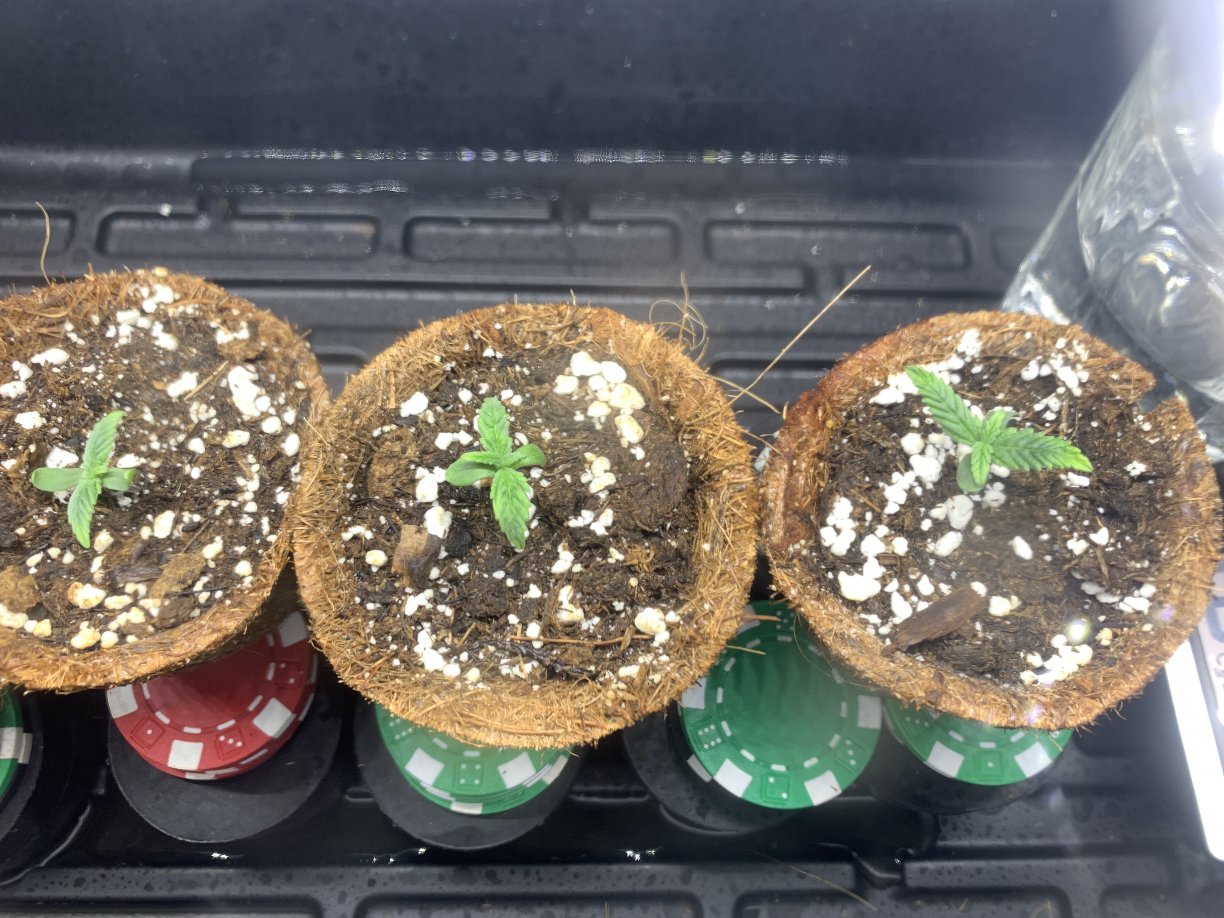 762022 seedling Day 4 b.jpg