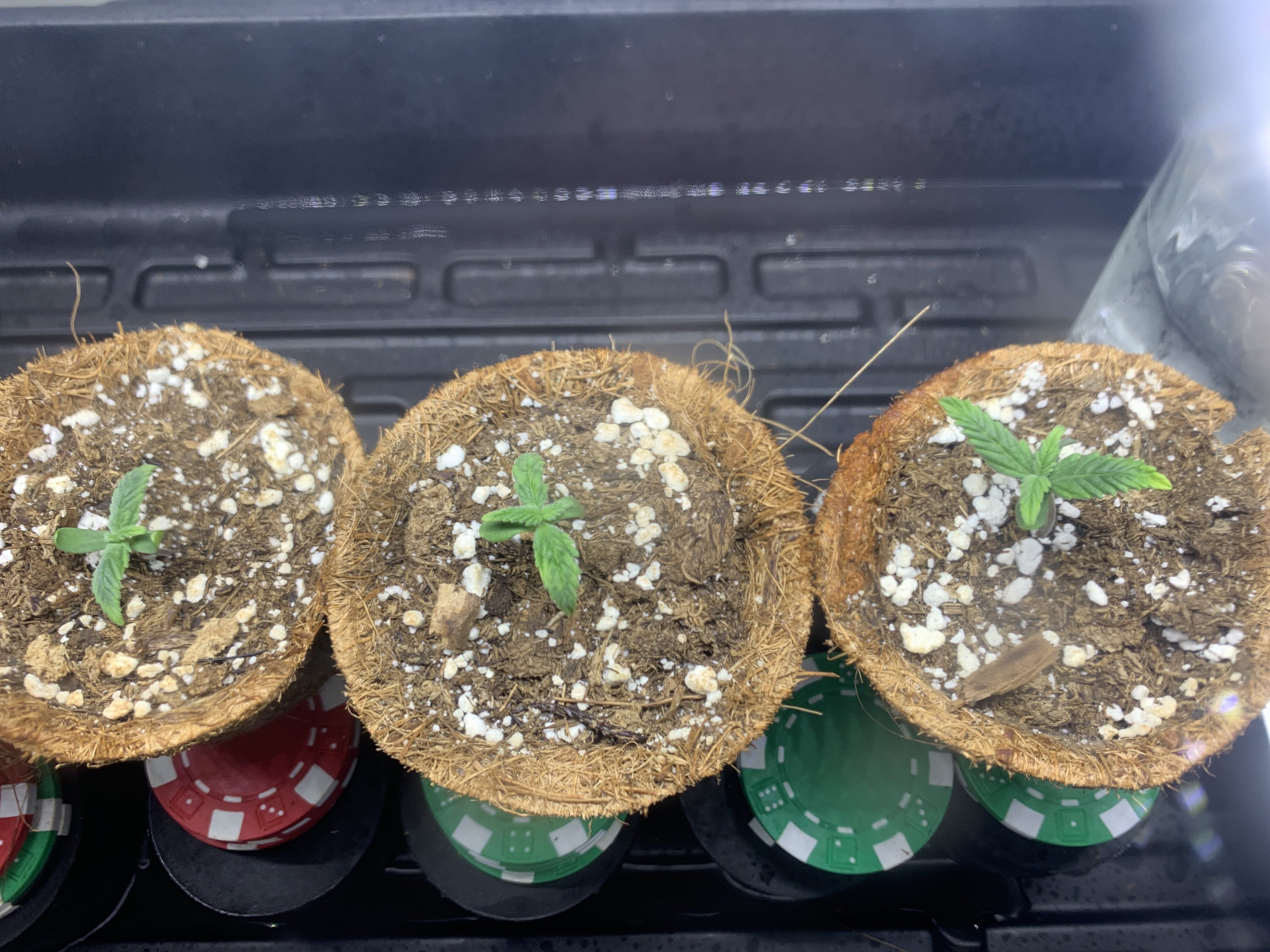 772022 seedling Day 5 b.jpg