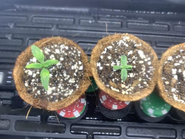 782022 seedling Day 6 A.jpg