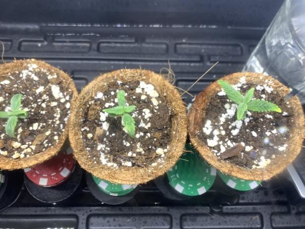 782022 seedling Day 6 b.jpg