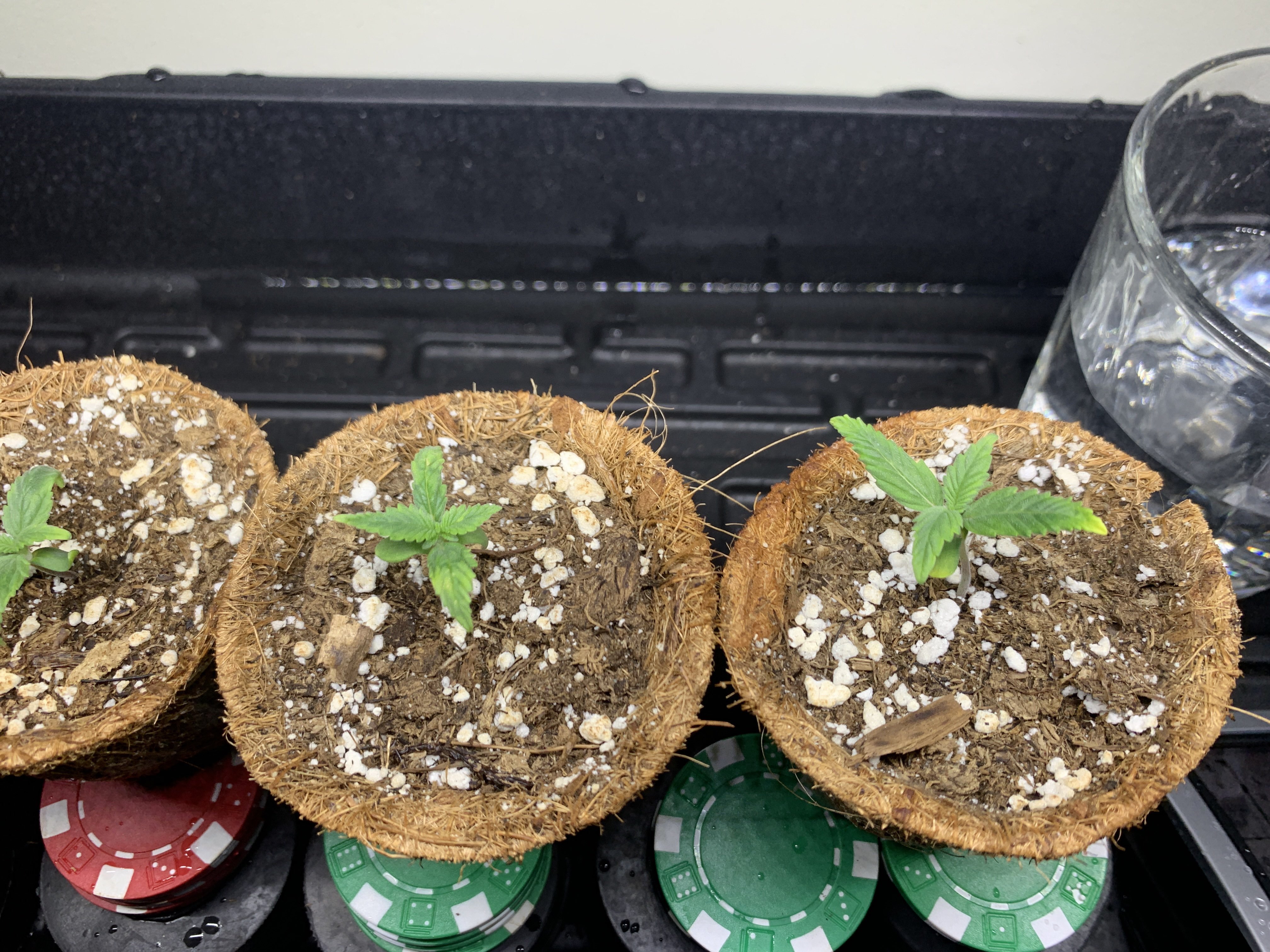 792022 seedling Day 7 b.jpg