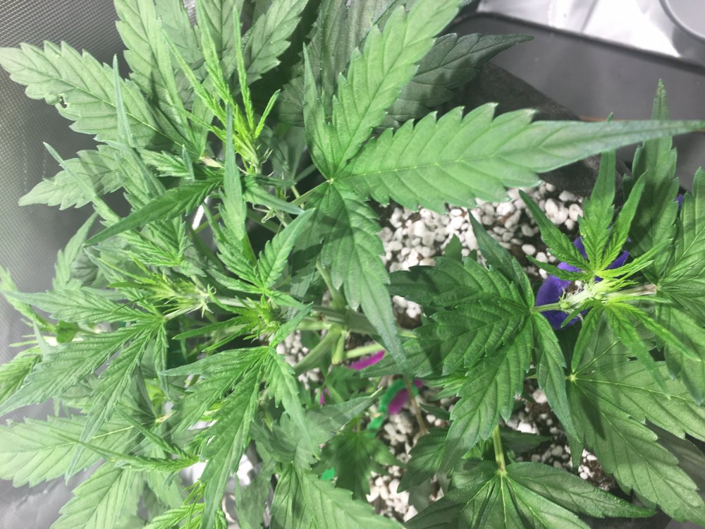 Embarassing noob question: how to identify a bud-site?