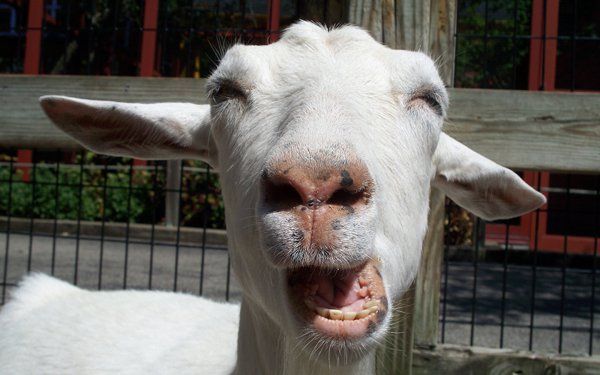 7f3ebe27909914b0fe53e039e4d5254c-these-goats-are-stoned-as-sht.jpg