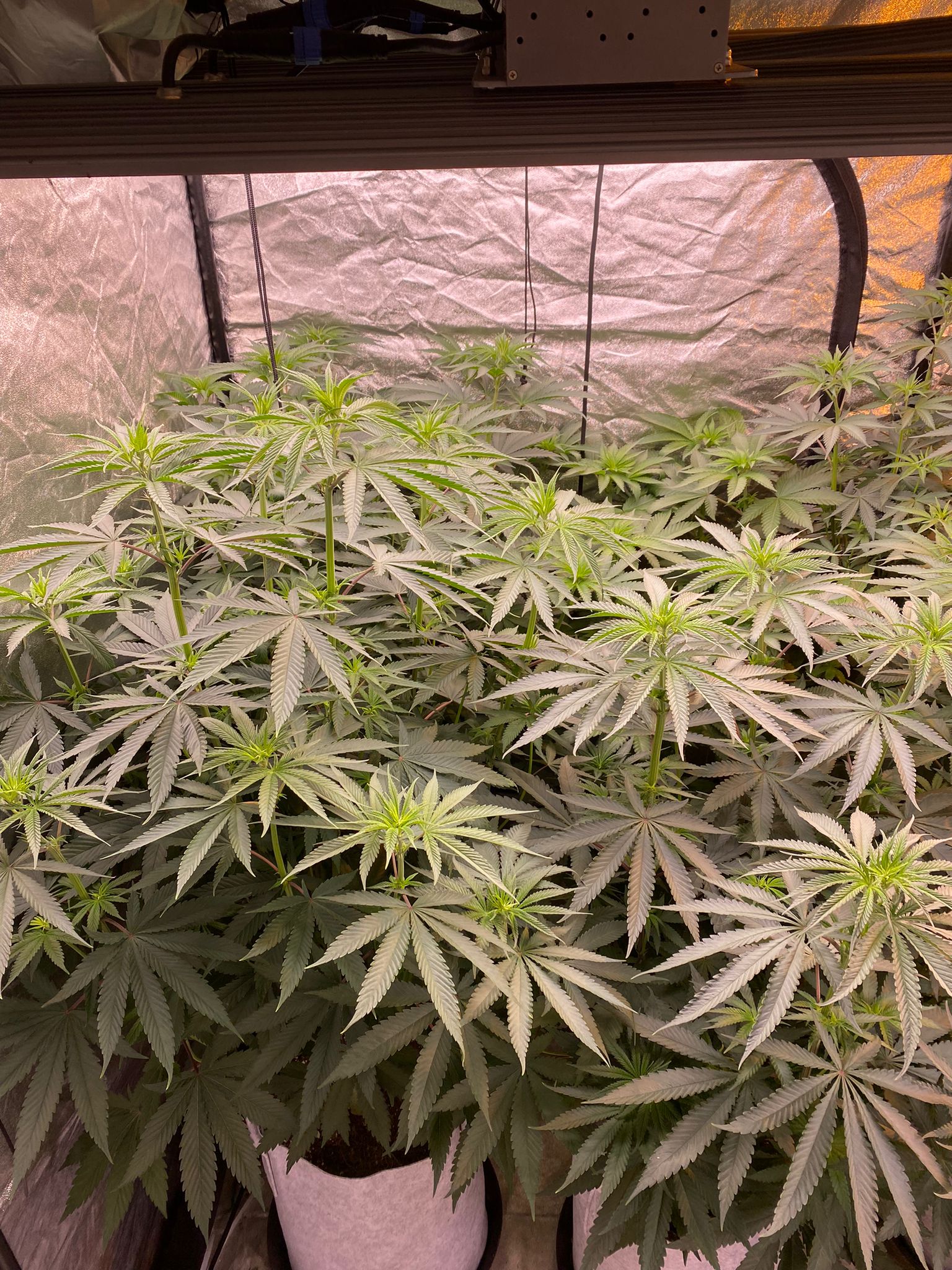 8 days in flowering (1).jpeg