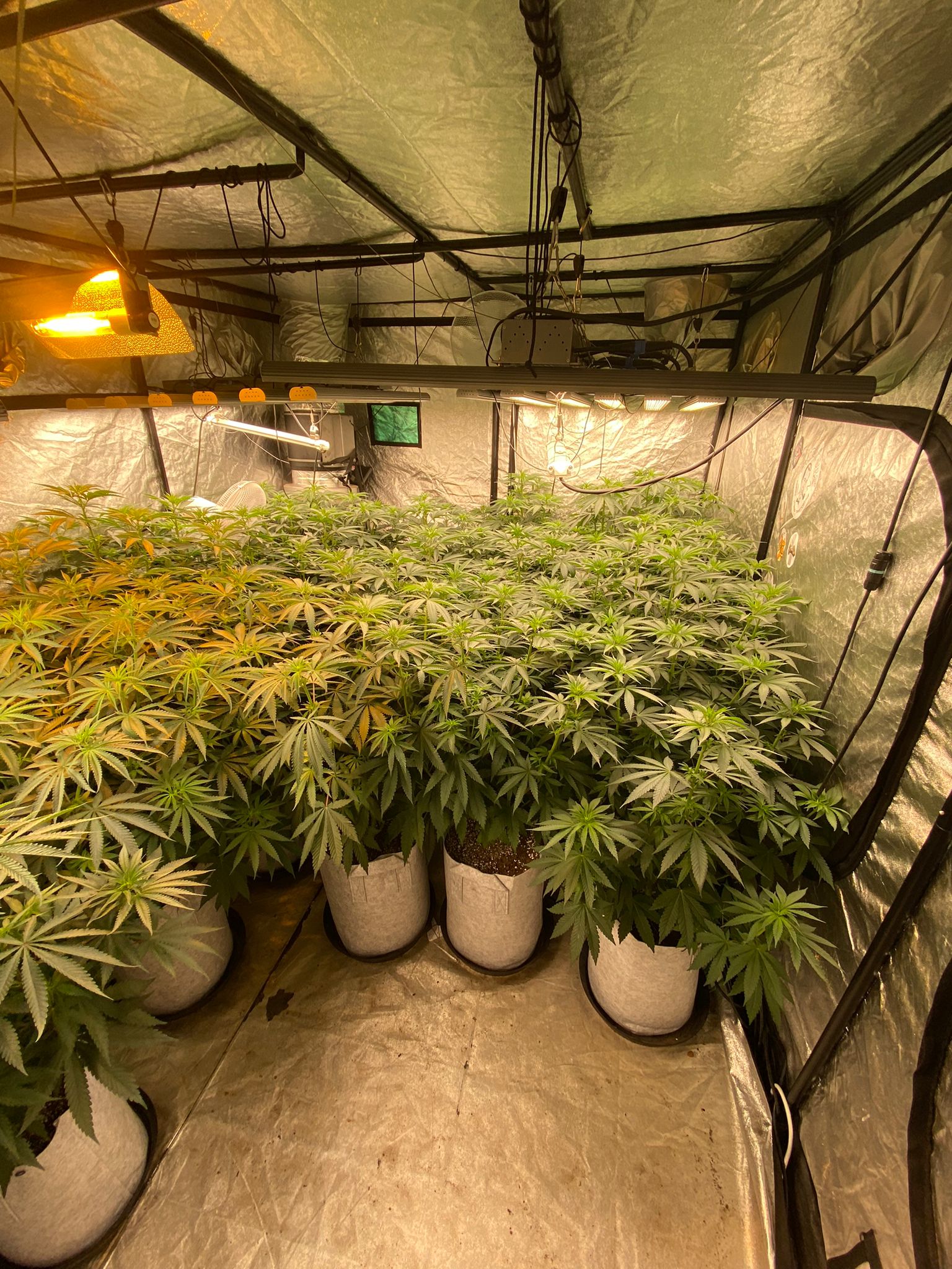 8 days in flowering (2).jpeg