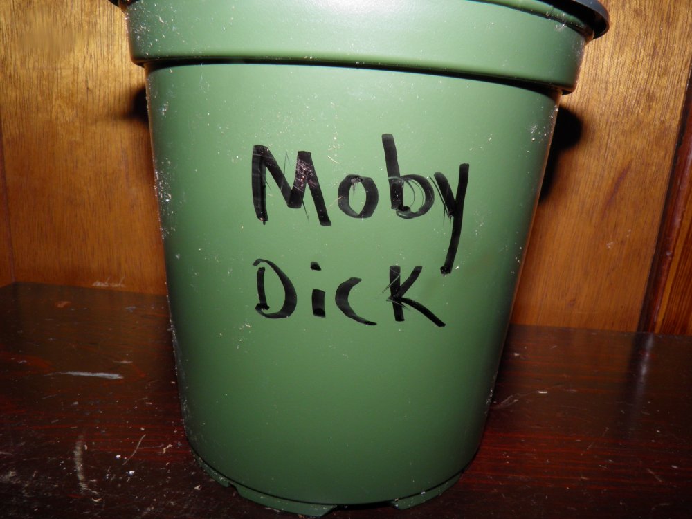 9.2.19.mobydick.JPG