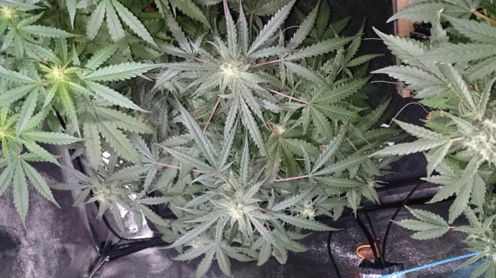 (9) Black Jack day 55.JPG