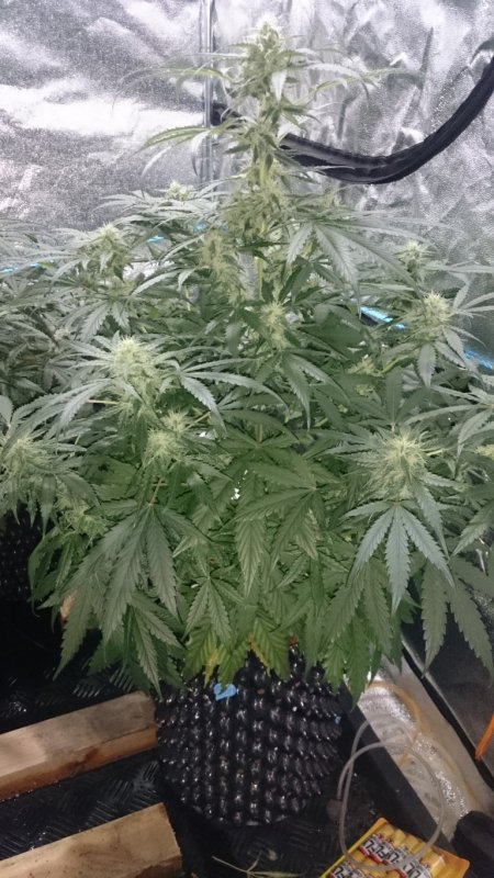 (9)Triangle Kush day 50.JPG