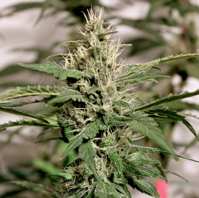 ABBK D56 Bud2.JPG