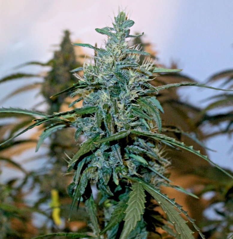 ABBK D65 Bud1.JPG