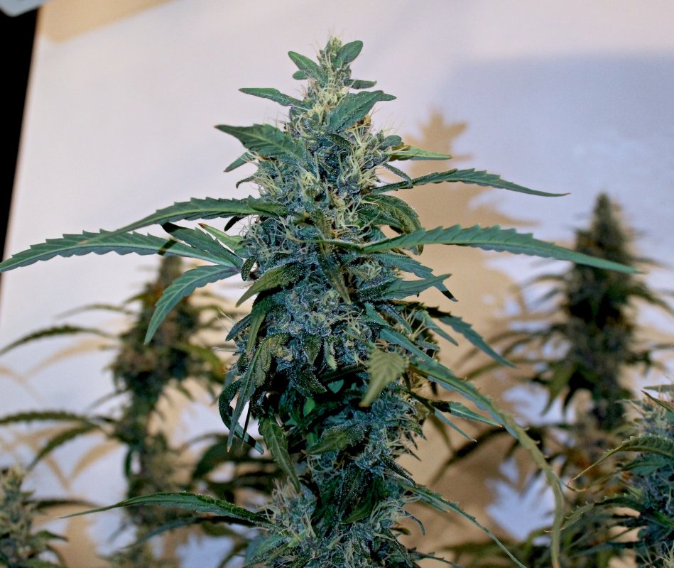 ABBK D65 Bud2.JPG