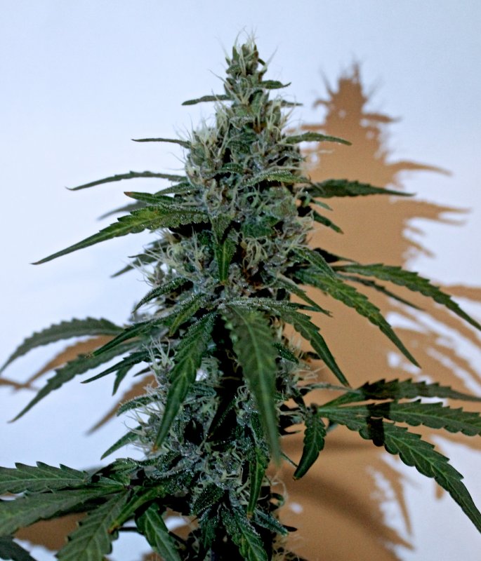 ABBK D65 Bud3.JPG