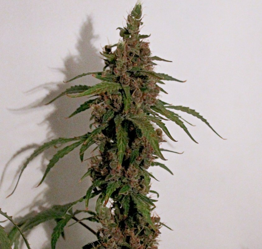 ABBK D76 BUD1.JPG