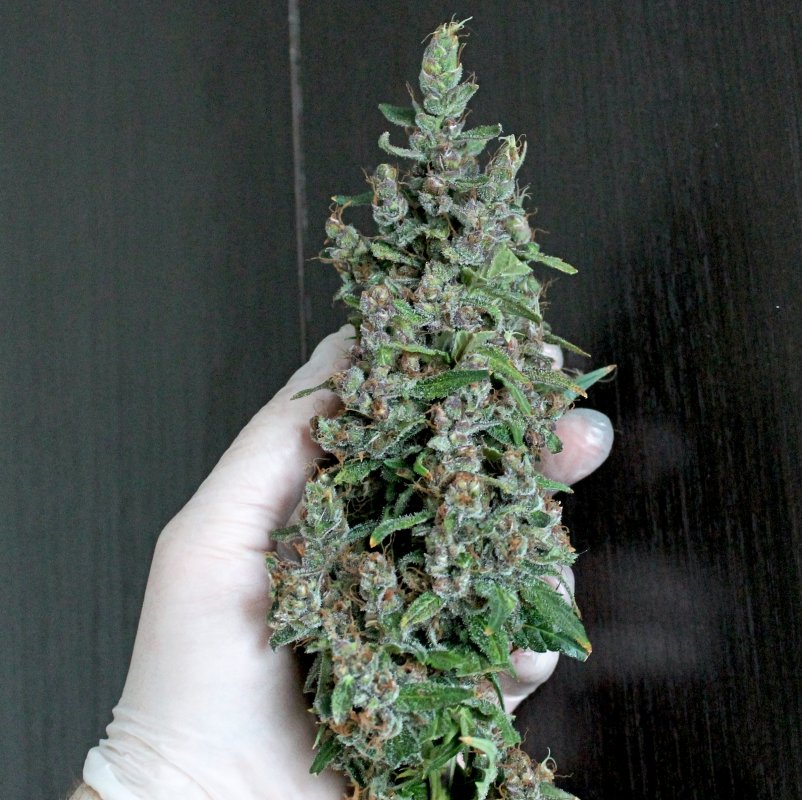 ABBK D80 BUD harvest.JPG