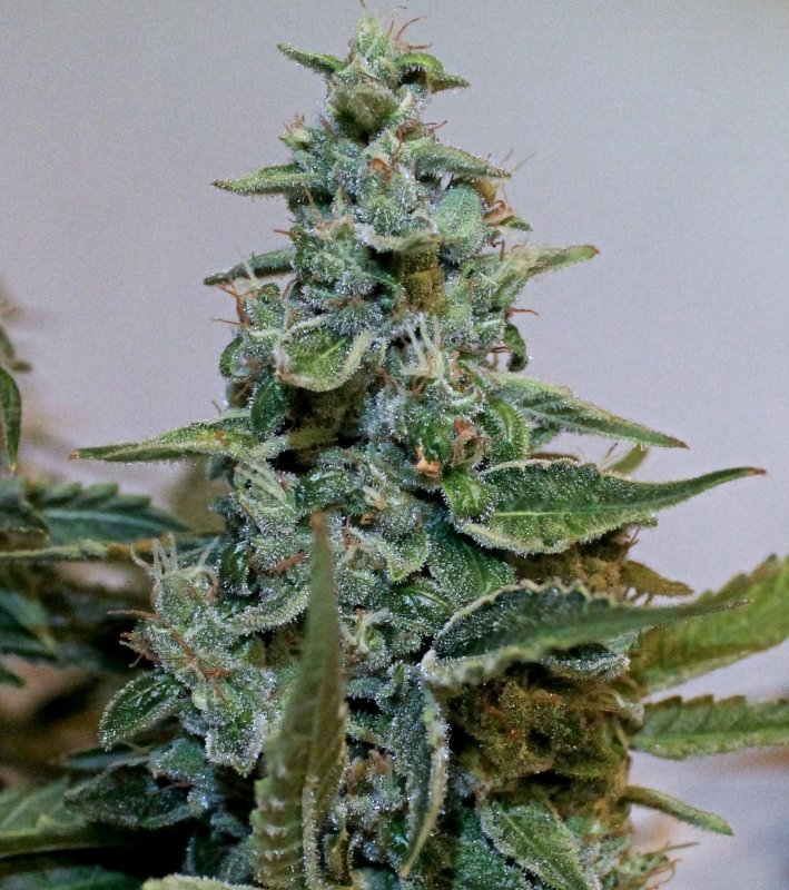 ACC D68 Bud closeup.JPG