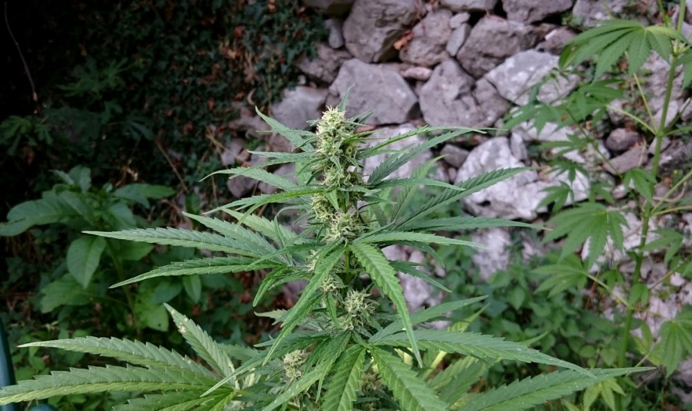 AF bud3 16jul lbh.jpg