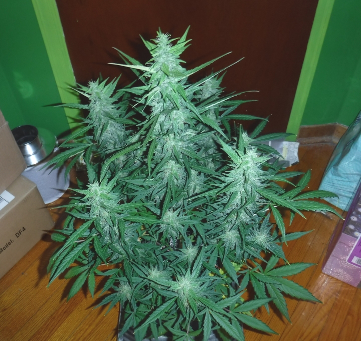 AfghanKush_A_50DaysCSmall.jpg