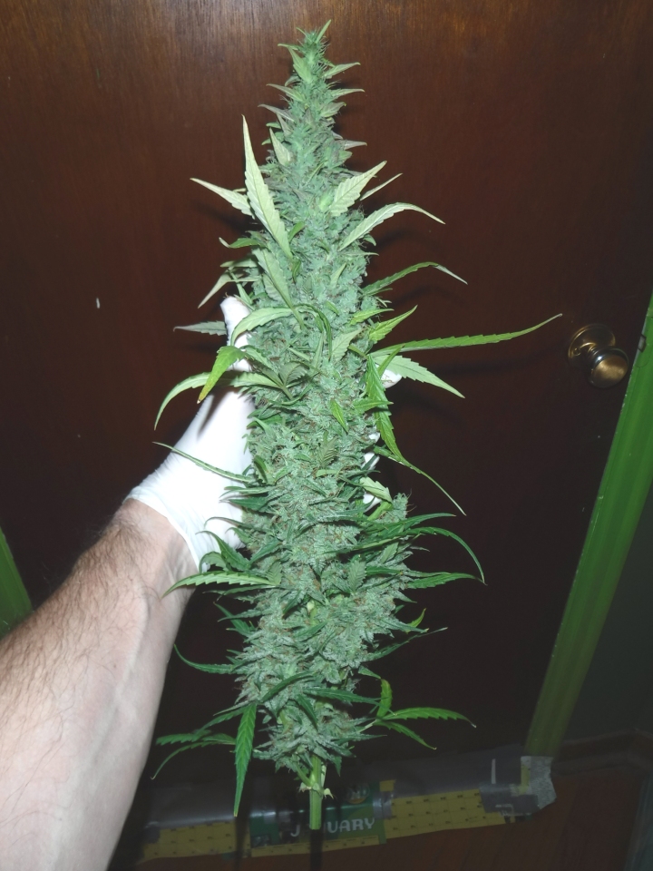 AfghanKush_A_66DaysEsmall.jpg