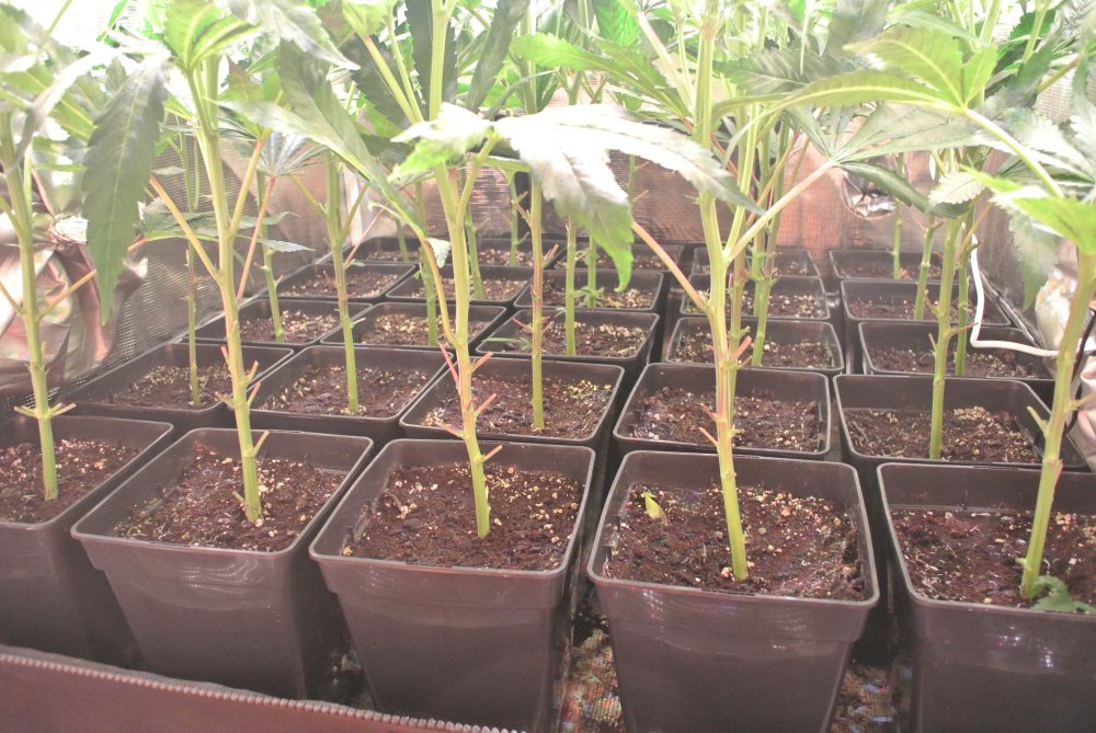 After defoliation.JPG