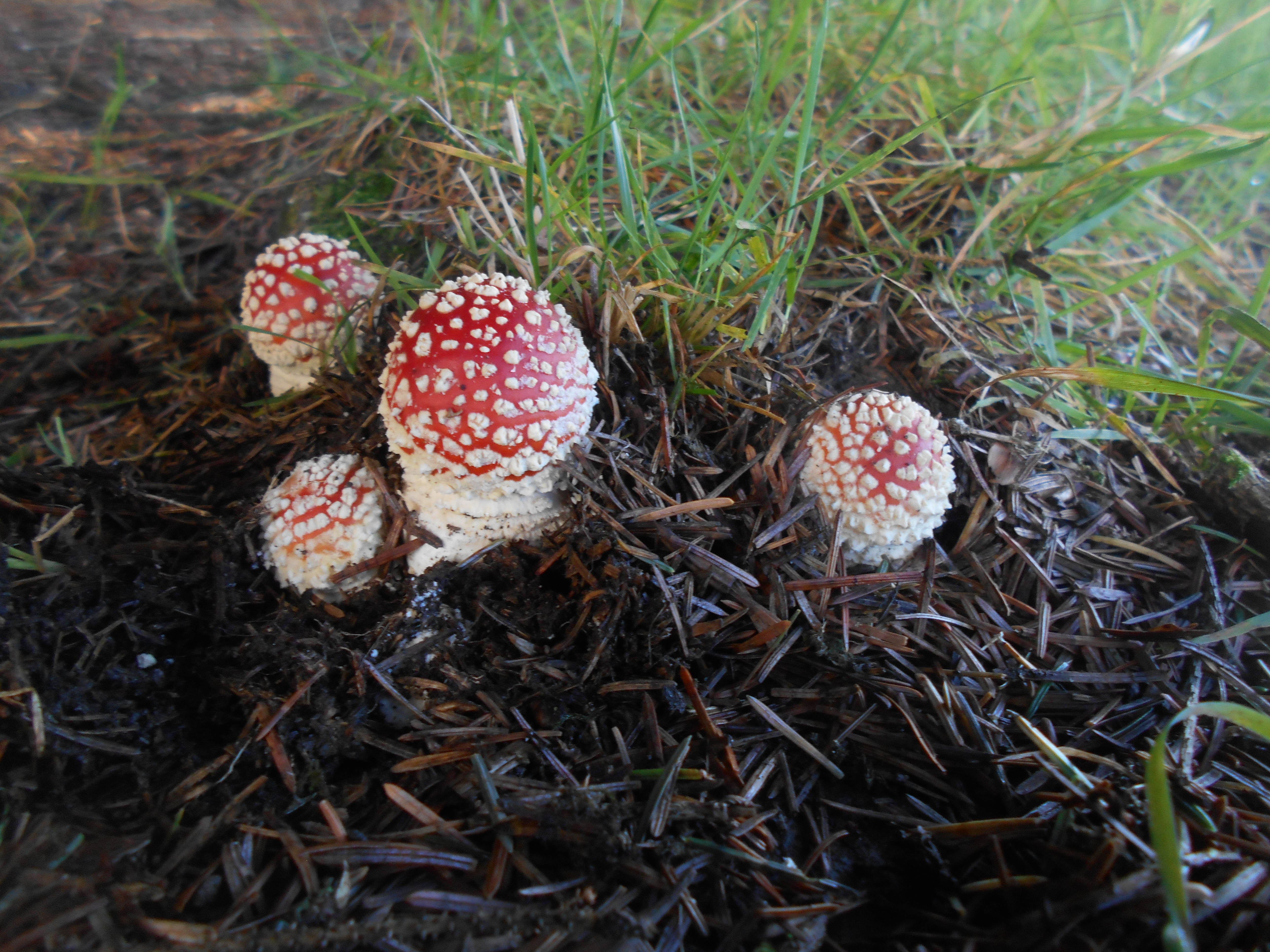 agarics DSCN8738.JPG