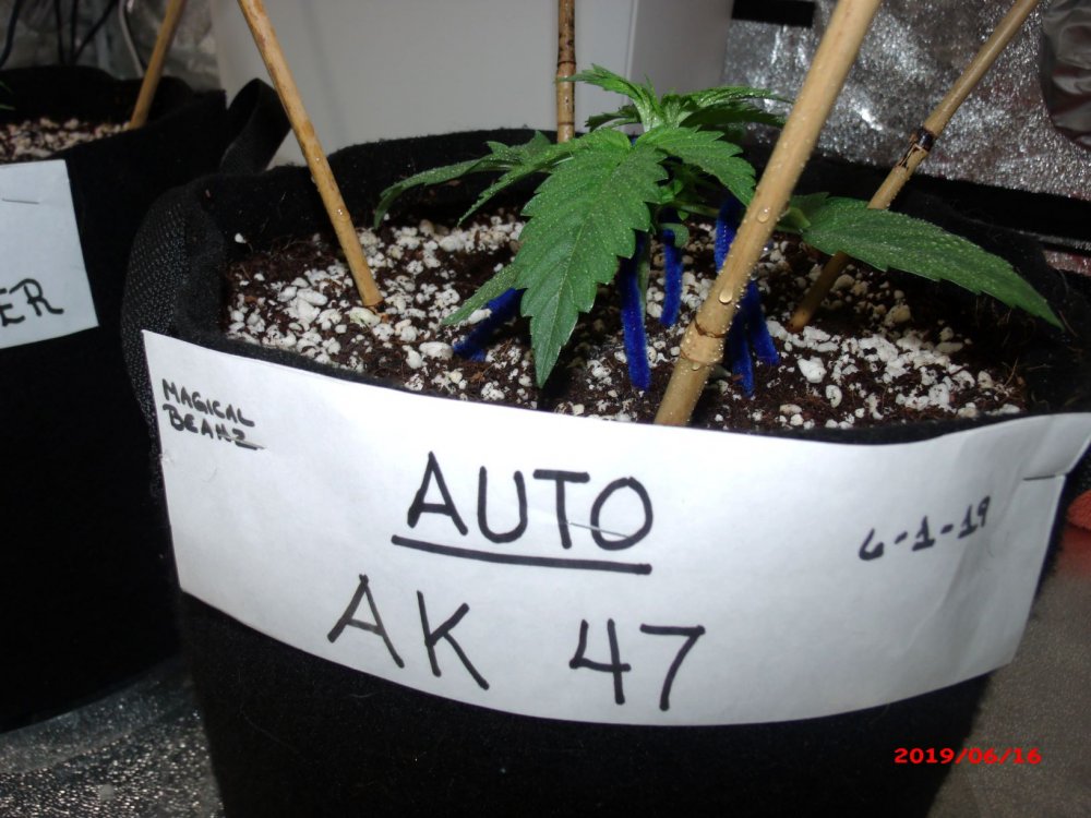 AK 47               Day 15.JPG