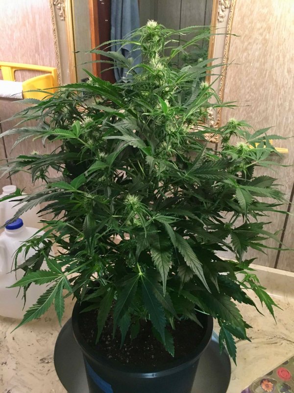 AK, whole plant, wk8.jpg