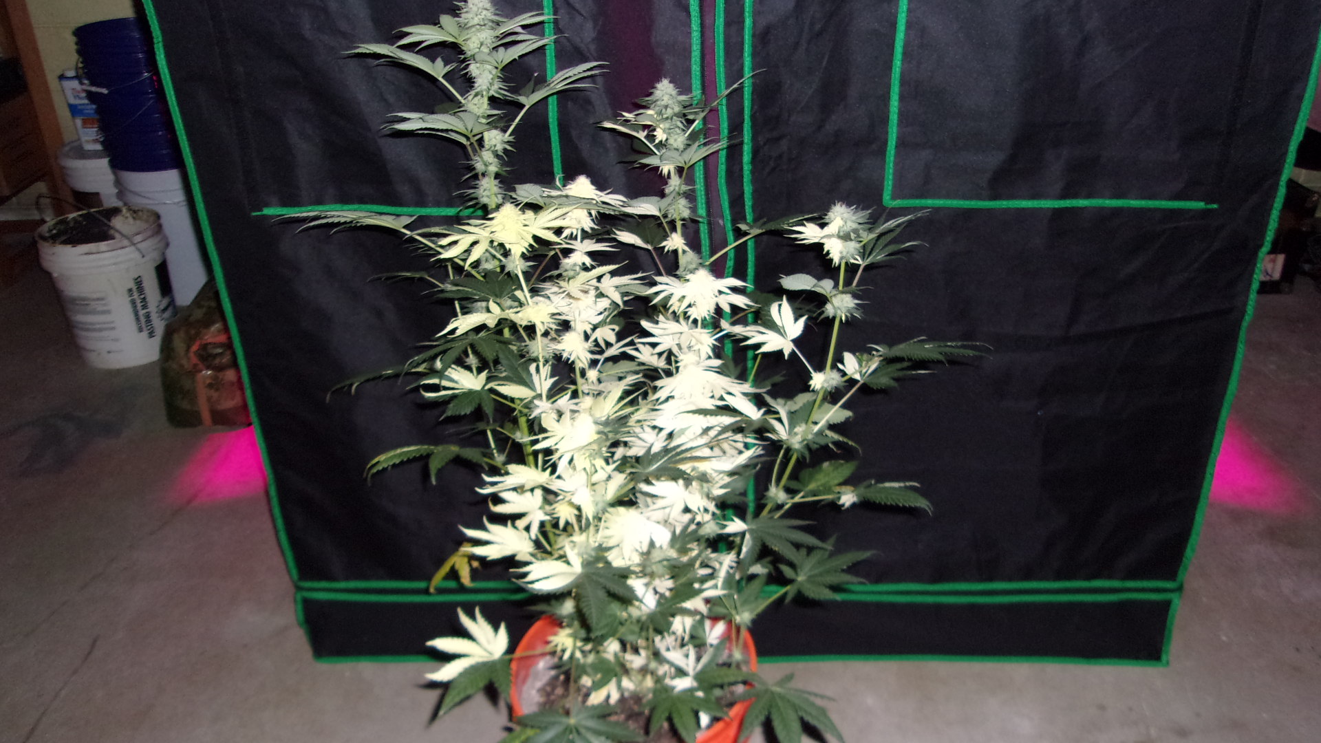 Albino Black Domina.JPG