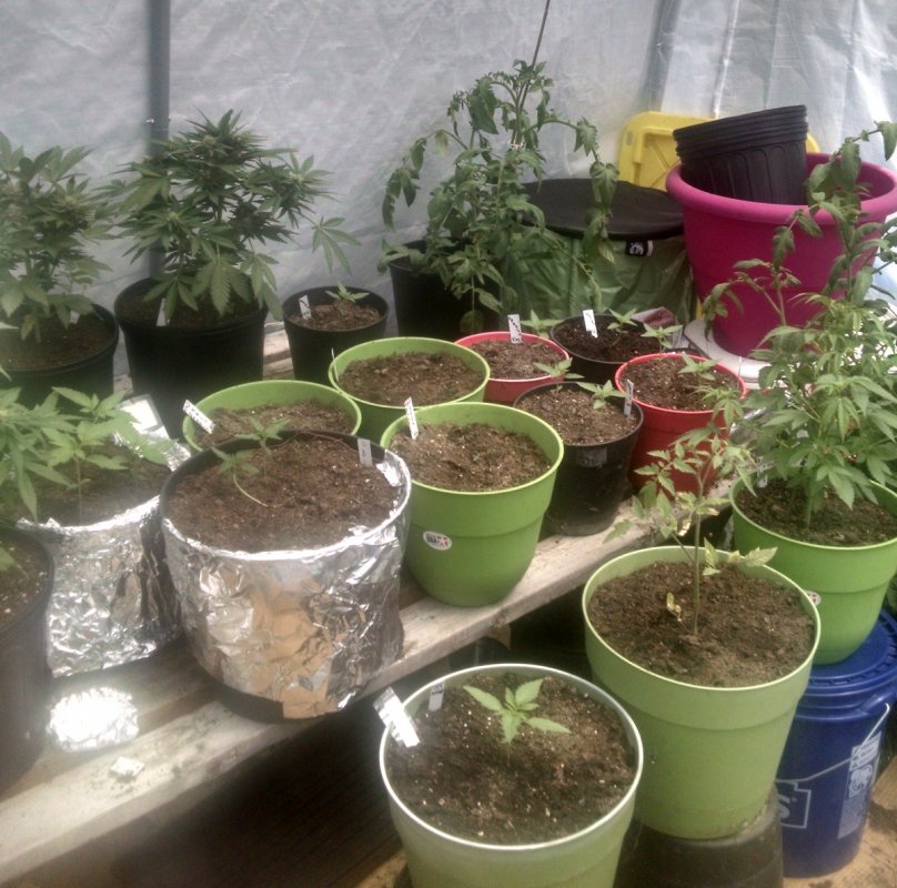 all plants -Greenhouse pic3 -5-14-2016.jpg